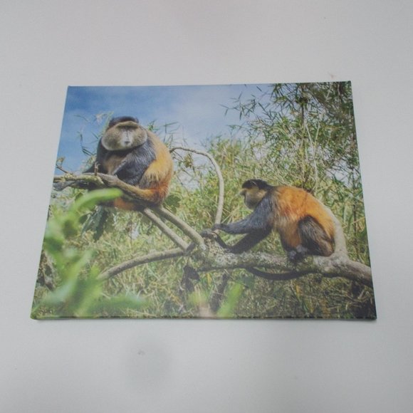"Golden Monkeys" photography print on stretched canvas, 16"x20" by Nancy - Picture 5 of 5